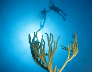  In the reef 